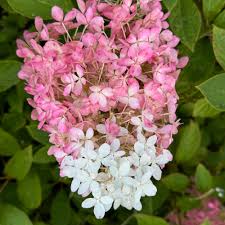 Image result for Gaertnera paniculata