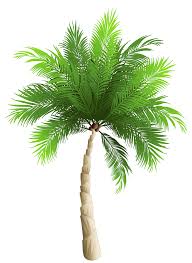 Free vector icons in svg, psd, png, eps and icon font. Palm Tree Png Clipart Image Gallery Yopriceville High Quality Images And Transparent Png Free Clipart