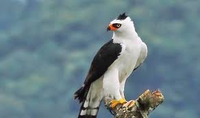 Black And White Hawk Eagle Facts Pin By Angie Stuart On Nature Hawk Eagle Birds Of Prey Pet Birds