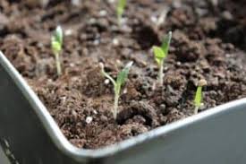 The official answer is up to 30 days. How Long Do Tomato Seeds Take To Germinate 6 Ways To Speed It Up Greenupside