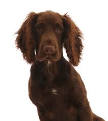 Check spelling or type a new query. Chocolate Working Cocker Spaniel Puppy Photograph By Mark Taylor