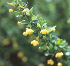 Image result for Maerua buxifolia
