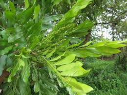 Image result for Filicium decipiens