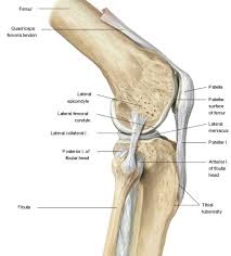 On the posterior surface of the condyle the linea aspera turns into the medial and lateral supracondylar ridges, respectively. Knee Biomechanics Recon Orthobullets