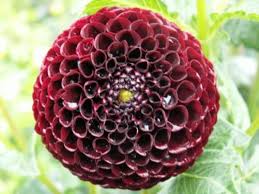 Feb 01, 2021 · before you buy a bouquet﻿, check out these flower meanings for popular blooms like roses, tulips, lilies, and peonies, to make sure you send the right message. How Those Rare Black Dahlias Get Their Color