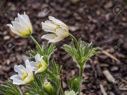 Alpina White Flower Best Flower Wallpaper