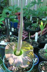 Image result for Amorphophallus lewallei