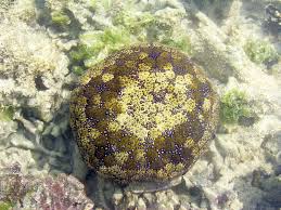 ヒトデ類・クモヒトデ類 – しかたに自然案内