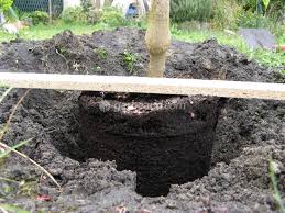 Une conjoncture idéale intégrerait également une phase lunaire croissante (de la nouvelle lune à la 5. Plantations A Quelle Profondeur Planter