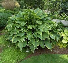 Benefits of magnesium for hostas include: How To Make Hostas Grow Bigger Bushier Lusher With Epsom Salt Balcony Garden Web