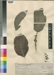 Image result for Multidentia exserta