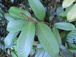 Image result for Cryptocarya