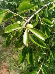 Image result for Strychnos madagascariensis