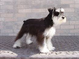 Black And Silver Miniature Schnauzer Beauty Schnauzer Mini Schnauzer Schnauzer Breed