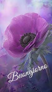 Pin Di Dottie Segassie Su Buongiorno Buongiorno Buongiorno Fiori Auguri Di Buongiorno