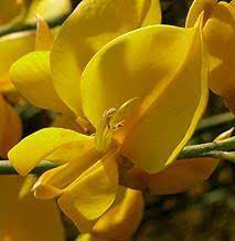 Pin En Flores