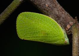 Image result for Acalypha bipartita