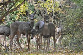 Can they be sprayed with liquid fence like ammonia based products to protect them. Deer Resistant Plants
