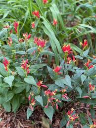 Image result for Spigelia