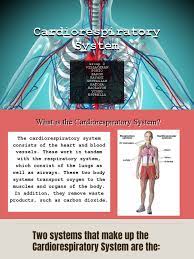 Cardiorespiratory System Pdf Respiratory Tract Respiratory System
