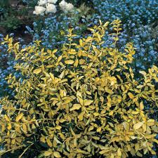 Image result for Euonymus fortunei