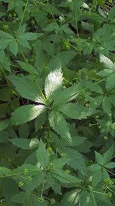 Image result for Sanicula elata