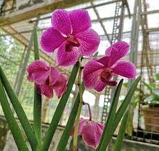 Sejenis orkid yang hidup secara menumpang di atas pokok. Antara Jenis Pokok Bunga Orkid Popular Di Malaysia Dennis G Zill