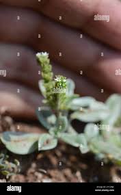 Image result for Euploca ovalifolia