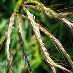 Image result for Euclasta