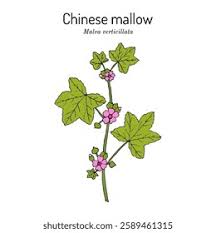 Image result for Malva verticillata
