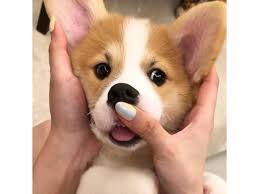 Lancaster puppies has a rowdy of cardigan welsh corgis, corgi puppies, and welsh corgi puppies. Pembroke Welsh Corgi Puppies Animals Denver Colorado Announcement 155129