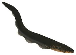 Pin By Dandelions On Teeth In 2020 Electric Eel Rainforest Animals Electricity