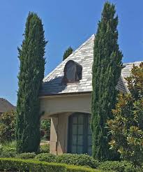 Amirteymur — 16.05.2015 at 11:38:42 this one vehicle that look at the plethora of dwarf landscaping with spartan juniper and miniature trees. Plants For Dallas Your Source For The Best Landscape Plant Information For The Dallas Ft Worth Metroplexwhat S Wrong With The Italian Cypress Trees Around Dallas