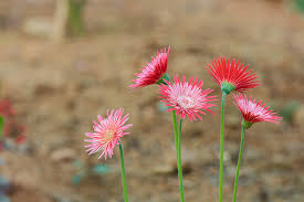 Image result for Gerbera viridifolia