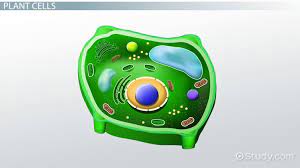 In cell biology, the nucleus (pl. Do Plant Cells Have Nuclei Plant Cell Nucleus Function Location Video Lesson Transcript Study Com