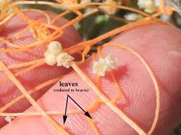 Image result for Cuscuta abyssinica