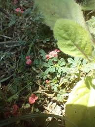 Image result for Indigofera