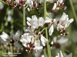 Image result for Retama monosperma
