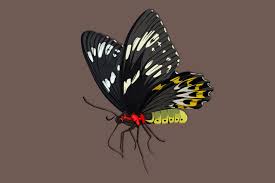 For boys and girls, kids and adults, teenagers and toddlers, preschoolers and older kids at school. Black Butterfly Realistic Hand Drawing 1314100 Vector Art At Vecteezy