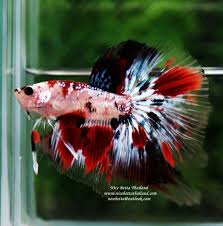 Hm Junior Fancy Cute Koi Breeding Betta Fish Betta Fish Fish Pet