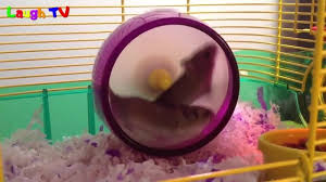 First Hamster Vid: Hairy Porn