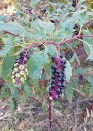 Image result for Phytolaccaceae