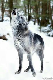 Colony Fishing Adli Kullanicinin Sadece Bozkurtlar Wolves Panosundaki Pin Hayvan Fotografciligi Hayvan Siyah Kurtlar