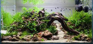 90x45x45cm Planted Dragon Stone Aquascape Nature Aquarium Aquarium Landscape Aquarium Design