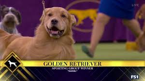 Siba the standard poodle was crowned top dog tuesday at madison square garden in new new york — the westminster kennel club has a new best in show for 2020. Fox Sports Daniel Wins The Sporting Group Looks To Become First Golden Retriever To Win Best In Show Facebook