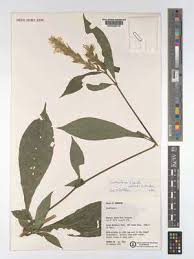 Image result for Lankesteria alba