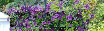 Use pruners to cut the plant into sections, each having a generous portion of the crown, buds and roots. Starting New Clematis Plants From Parent Plant Melinda Myers