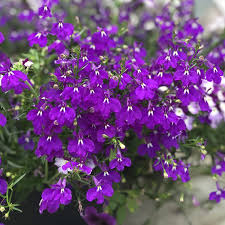 Image result for Lobelia uliginosa