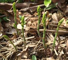 Image result for Asparagus schroederi