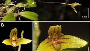Image result for Bulbophyllum sp. nov